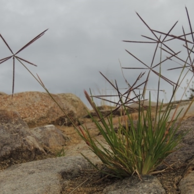 Chloris truncata (Windmill Grass) at Banks, ACT - 8 Nov 2016 by michaelb