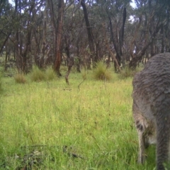 Macropus giganteus (Eastern Grey Kangaroo) at Gungahlin, ACT - 10 Nov 2016 by MulligansFlat1
