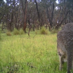 Macropus giganteus (Eastern Grey Kangaroo) at Gungahlin, ACT - 11 Nov 2016 by MulligansFlat1