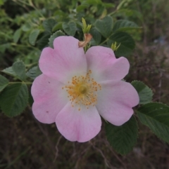 Rosa rubiginosa (Sweet Briar, Eglantine) at Conder, ACT - 8 Nov 2016 by michaelb