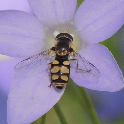 Simosyrphus grandicornis (Common hover fly) at Conder, ACT - 10 Nov 2016 by michaelb