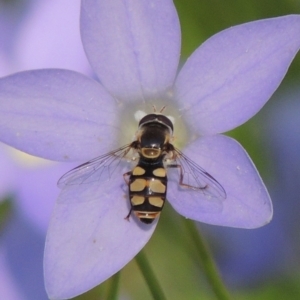 Simosyrphus grandicornis at Conder, ACT - 10 Nov 2016 04:48 PM