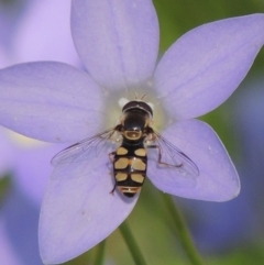 Simosyrphus grandicornis at Conder, ACT - 10 Nov 2016