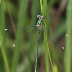 Synlestes weyersii (Bronze Needle) at Tennent, ACT - 19 Dec 2015 by HarveyPerkins