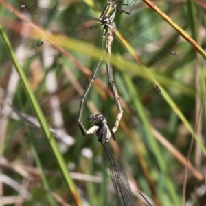 Synlestes weyersii at Rendezvous Creek, ACT - 27 Mar 2016