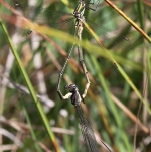 Synlestes weyersii at Rendezvous Creek, ACT - 27 Mar 2016 12:49 PM