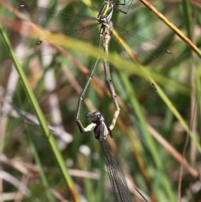 Synlestes weyersii (Bronze Needle) at Rendezvous Creek, ACT - 27 Mar 2016 by HarveyPerkins
