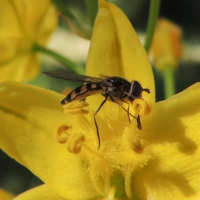 Melangyna viridiceps (Hover fly) at Pollinator-friendly garden Conder - 10 Nov 2016 by michaelb