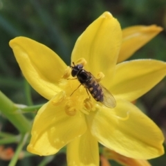 Melangyna viridiceps at Conder, ACT - 11 Nov 2016