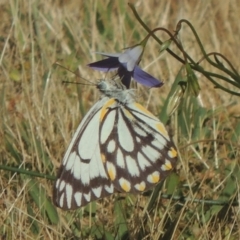 Belenois java (Caper White) at Conder, ACT - 2 Nov 2016 by michaelb