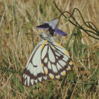 Belenois java (Caper White) at Tuggeranong Hill - 2 Nov 2016 by michaelb