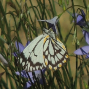 Belenois java at Conder, ACT - 2 Nov 2016 05:21 PM