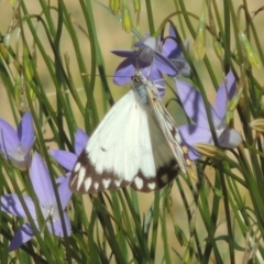 Belenois java at Conder, ACT - 2 Nov 2016