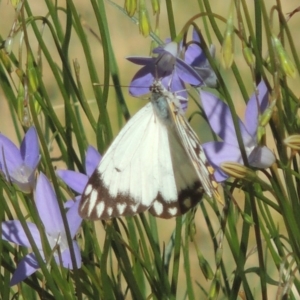 Belenois java at Conder, ACT - 2 Nov 2016 05:21 PM