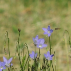 Wahlenbergia capillaris (Tufted Bluebell) at Conder, ACT - 2 Nov 2016 by MichaelBedingfield