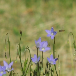 Wahlenbergia capillaris at Conder, ACT - 2 Nov 2016 05:21 PM