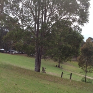 Corymbia maculata at Barragga Bay, NSW - 12 Nov 2016