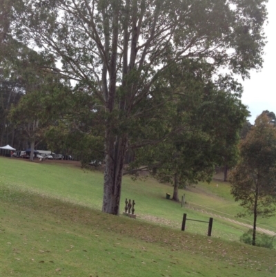 Corymbia maculata (Spotted Gum) at Four Winds - 11 Nov 2016 by LouiseL