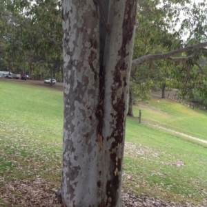 Corymbia maculata at Barragga Bay, NSW - 12 Nov 2016