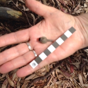 Corymbia maculata at Barragga Bay, NSW - 12 Nov 2016