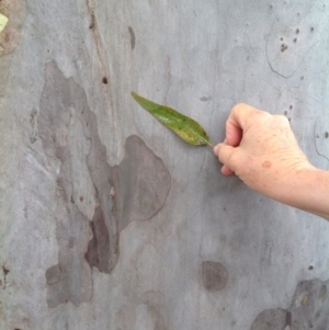 Corymbia maculata at Barragga Bay, NSW - 12 Nov 2016