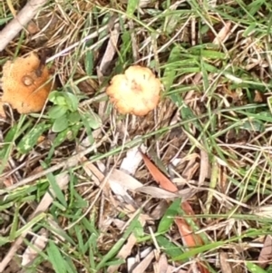 Coltricia cinnamomea at Barragga Bay, NSW - 12 Nov 2016