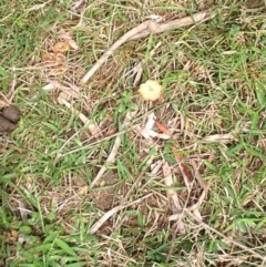 Coltricia cinnamomea at Barragga Bay, NSW - 12 Nov 2016 09:57 AM