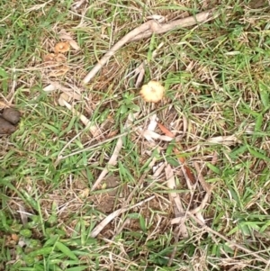 Coltricia cinnamomea at Barragga Bay, NSW - 12 Nov 2016 09:57 AM