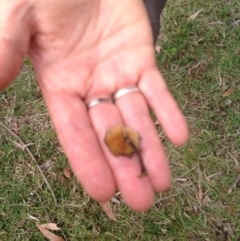 Coltricia cinnamomea at Barragga Bay, NSW - 12 Nov 2016