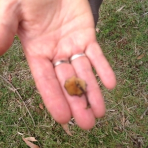 Coltricia cinnamomea at Barragga Bay, NSW - 12 Nov 2016 09:57 AM