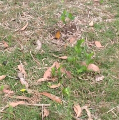 Heteronympha merope (Common Brown Butterfly) at Barragga Bay, NSW - 12 Nov 2016 by LouiseL