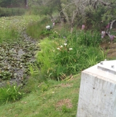 Zantedeschia aethiopica at Barragga Bay, NSW - 12 Nov 2016