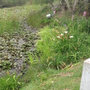 Zantedeschia aethiopica at Barragga Bay, NSW - 12 Nov 2016