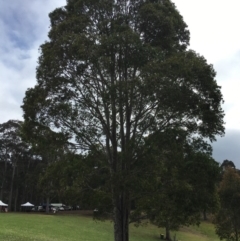 Corymbia maculata (Spotted Gum) at Four Winds - 11 Nov 2016 by LouiseL