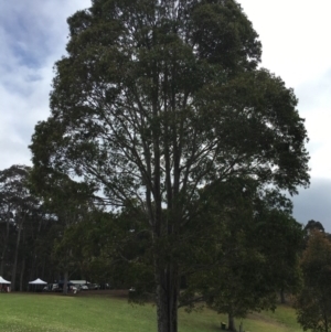 Corymbia maculata at Four Winds - 12 Nov 2016 09:39 AM