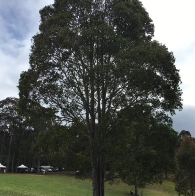 Corymbia maculata (Spotted Gum) at Barragga Bay, NSW - 12 Nov 2016 by LouiseL