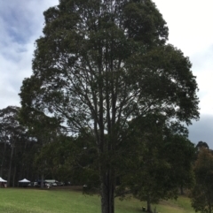 Corymbia maculata (Spotted Gum) at Barragga Bay, NSW - 11 Nov 2016 by LouiseL
