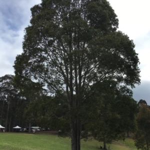 Corymbia maculata at Barragga Bay, NSW - 12 Nov 2016
