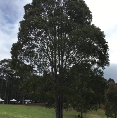 Corymbia maculata (Spotted Gum) at Barragga Bay, NSW - 11 Nov 2016 by LouiseL