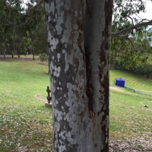 Corymbia maculata at Four Winds - 12 Nov 2016 09:39 AM