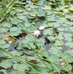 Nymphaea sp. (Waterlily) at Barragga Bay, NSW - 11 Nov 2016 by LouiseL