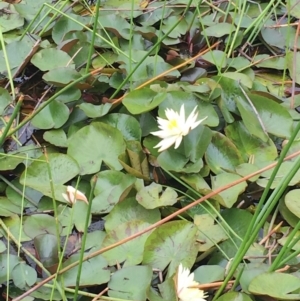 Nymphaea sp. at Barragga Bay, NSW - 12 Nov 2016 10:20 AM