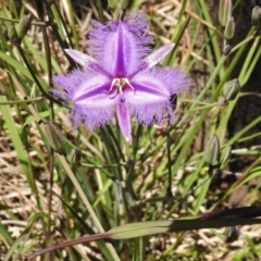 Thysanotus tuberosus subsp. tuberosus (Common Fringe-lily) at Mulligans Flat - 11 Nov 2016 by JohnBundock