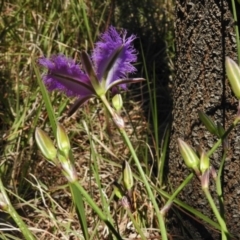 Thysanotus tuberosus subsp. tuberosus at Forde, ACT - 11 Nov 2016 12:19 PM