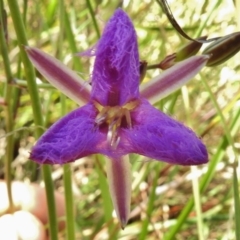 Thysanotus tuberosus subsp. tuberosus at Forde, ACT - 11 Nov 2016 12:19 PM