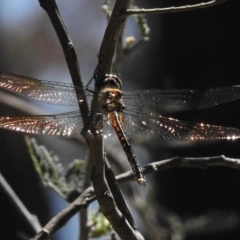 Hemicordulia australiae (Australian Emerald) at Forde, ACT - 11 Nov 2016 by JohnBundock