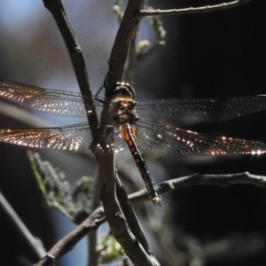 Hemicordulia australiae at Forde, ACT - 11 Nov 2016