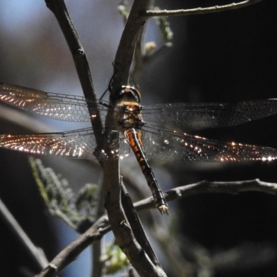 Hemicordulia australiae (Australian Emerald) at Mulligans Flat - 11 Nov 2016 by JohnBundock