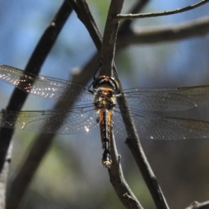 Hemicordulia australiae at Forde, ACT - 11 Nov 2016