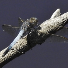 Orthetrum caledonicum (Blue Skimmer) at Mulligans Flat - 11 Nov 2016 by JohnBundock